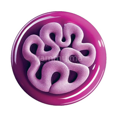 Moule Silicone Décor Jelly Ø 13.5 cm "TOP15" (x2) - Pavoni